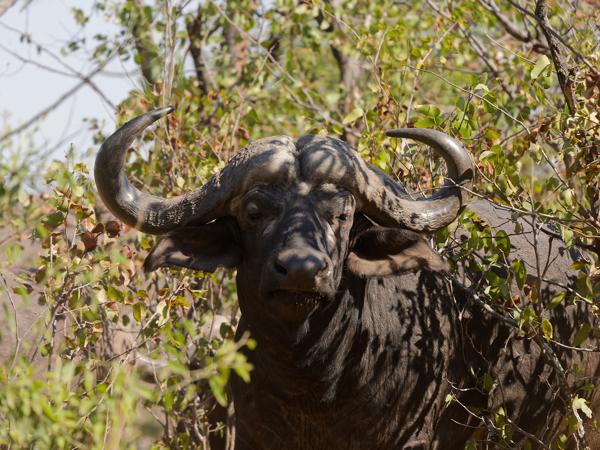 Afrikaanse buffel (Syncerus caffer)